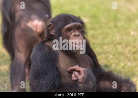 Schimpansen-Primaten in indischen Tierschutzgebieten Stockfoto