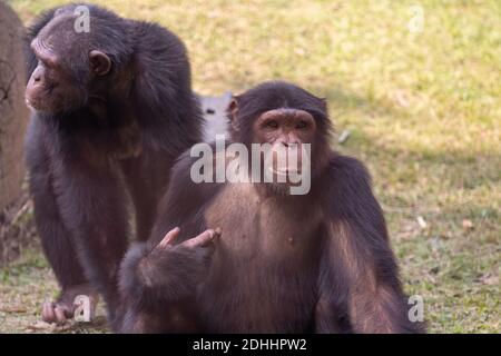 Schimpansen-Primaten in indischen Tierschutzgebieten Stockfoto