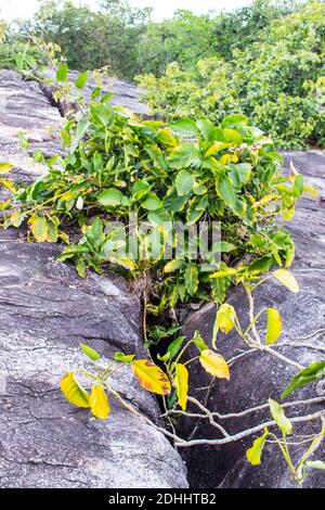 Die Sao Chaliang Felsschnitzereien im Pha Taem Nationalpark In der Provinz Ubon Ratchathan Thailand Asien Stockfoto