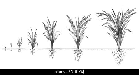 Reiswachstum. Pflanzenkulturen Anbauzyklus. Skizzieren Sie die Lebensstadien von Getreide auf dem Bauernhof. Von Hand gezeichnete Stacheletts im Boden. Grains erhöhen Schritte Vektor-Konzept Stock Vektor
