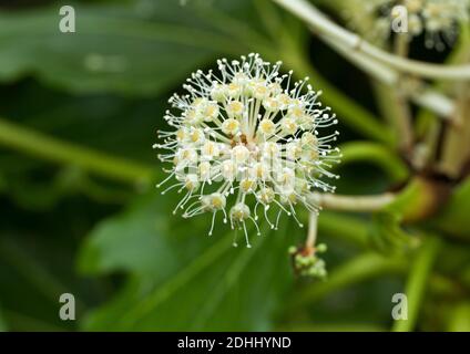 Der Fatsia ist ein immergrüner Strauch, der bei Gärtnern wegen seiner spektakulären, doldenförmigen Blüten im Winter beliebt ist. Sie stammen aus Japan, Korea und Taiwan Stockfoto