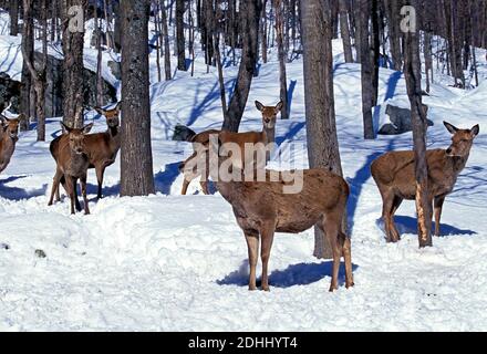 Rocky Mountain Elk oder Rocky-Mountain-Wapiti, Cervus Canadensis Nelsoni, Yellowstone Park in Wyoming Stockfoto