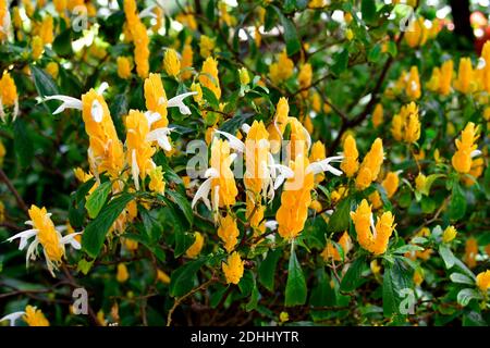 Spanien, Kanarische Inseln, Teneriffa, Pachystachys lutea aka Lollipop Pflanze oder Golden Shrimp Pflanze Stockfoto