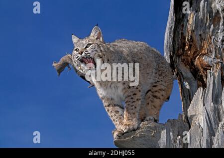 Bobcat, Lynx Rufus, Erwachsene Gähnen, Kanada Stockfoto