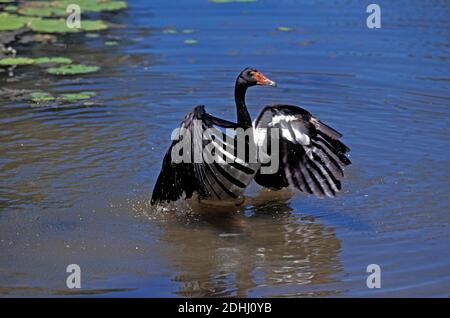 Magpie Goose, Anseranas Semipalmata, Erwachsenen ausziehen aus Wasser, Australien Stockfoto