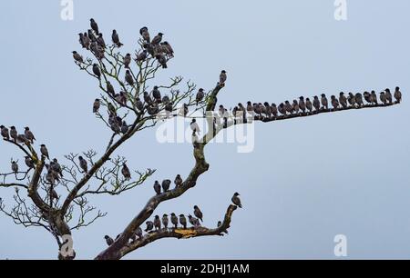 Whitewell, Clitheroe, Lancashire, Großbritannien. Dezember 2020. Ein Gemurmel von Stare an einem trüben, nassen Morgen in Whitewell, Clitheroe, Lancashire. Kredit: John Eveson/Alamy Live Nachrichten Stockfoto