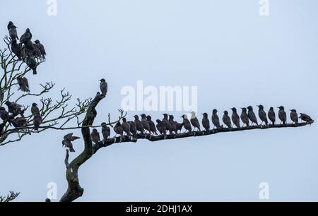 Whitewell, Clitheroe, Lancashire. UK 11. Dezember 2020 EIN Murren der Stare an einem trüben, nassen Morgen in Whitewell, Clitheroe, Lancashire. Credit John Eveson/Alamy Live News. Stockfoto