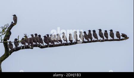 Whitewell, Clitheroe, Lancashire, Großbritannien. Dezember 2020. Ein Gemurmel von Stare an einem trüben, nassen Morgen in Whitewell, Clitheroe, Lancashire. Kredit: John Eveson/Alamy Live Nachrichten Stockfoto