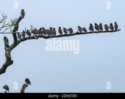 Whitewell, Clitheroe, Lancashire. UK 11. Dezember 2020 EIN Murren der Stare an einem trüben, nassen Morgen in Whitewell, Clitheroe, Lancashire. Credit John Eveson/Alamy Live News. Stockfoto