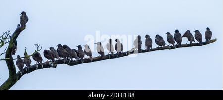 Whitewell, Clitheroe, Lancashire. UK 11. Dezember 2020 EIN Murren der Stare an einem trüben, nassen Morgen in Whitewell, Clitheroe, Lancashire. Credit John Eveson/Alamy Live News. Stockfoto