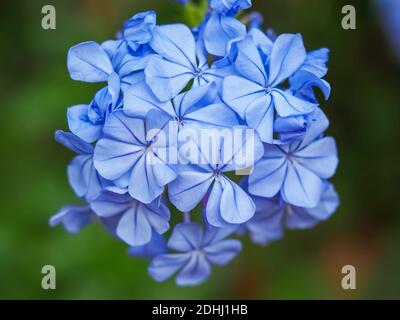 Nahaufnahme eines Clusters kleiner blauer Blüten des Kap plumbago oder Kap bleikraut, Plumbago auriculata Stockfoto