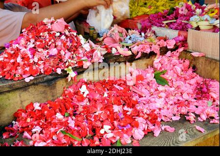 Person, die Blumen Blütenblätter für kulinarische Zwecke. Rosa und rote Rose am Markt in Asien. Stockfoto