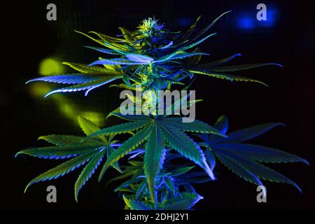 Grüne Pflanze von weiblichem Marihuana auf schwarzem Hintergrund mit bunten Neon LED-Licht. Hanfpflanze mit großen Blättern. Neue trendige frischen Look von Marihuana concep Stockfoto