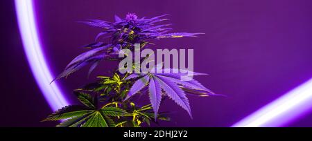 Cannabis Marihuana medizinische Pflanze mit lila violetten Farbe und helle Spur von Neonlicht. Cannabispflanze mit blühenden Knospen Stockfoto