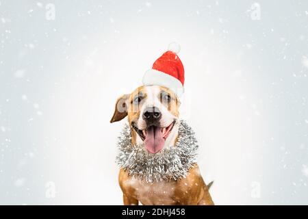 Silvester Postkarte Stil mit einem Hund in Weihnachtsmütze. Happy Smiling staffordshire Terrier in verschneiten Hintergrund, Konzept der Winter saisonalen Feiertagen Stockfoto