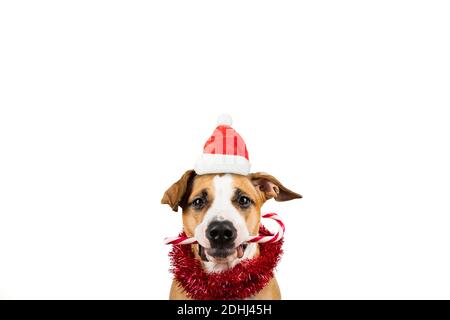 Hund im Weihnachtshut mit einem Zuckerrohr, isoliertes Bild. Cute staffordshire Terrier in weißen Studio Hintergrund, Konzept der Winter saisonalen Feiertagen Stockfoto