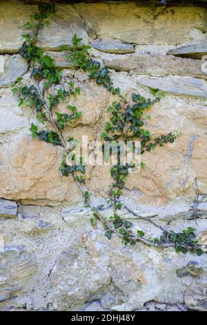 Abstrakte Hintergründe: Alte Kalksteinmauer mit Efeu überwuchert Stockfoto