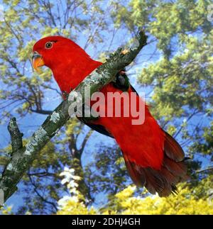 Rattering Lory, lorius garrulus, Erwachsener steht auf Zweig Stockfoto