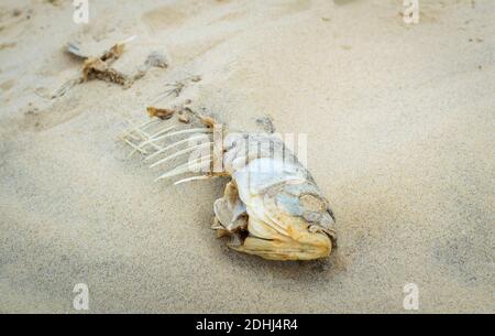 Toter Fisch am Sandstrand. Problem der Wasserverschmutzung Stockfoto