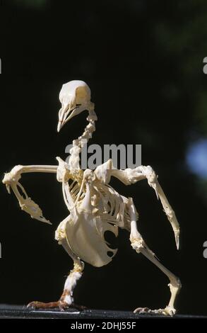 Skelett der Brieftaube vor schwarzem Hintergrund Stockfoto