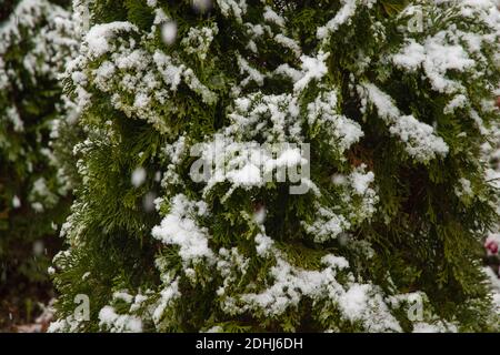 Die Thuja-Zweige waren mit dem ersten Schnee bedeckt. Weichfokus. Nahaufnahme Stockfoto