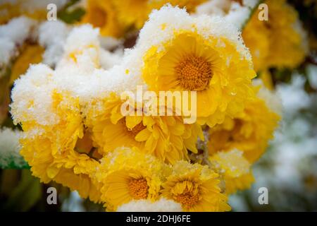 Gelbe Chrysanthemen bedeckt mit nassem Schnee Stockfoto