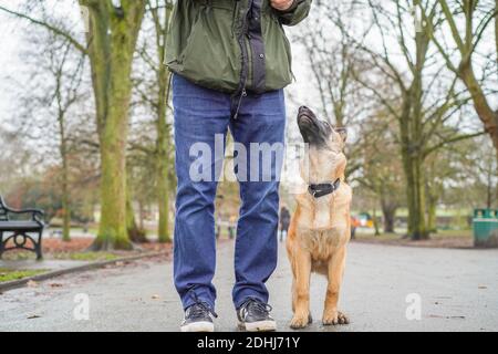 Stourbridge, Großbritannien. Dezember 2020. Britisches Wetter: Heute ist das Wetter im Dezember bemerkenswert mild. Es zieht in Bud, einem 19-wöchigen alten belgischen Malinois Schäferhund, in einen West Midlands Park für ein Gehorsamstraining mit seinem Besitzer. Kredit: Lee Hudson/Alamy Live Nachrichten Stockfoto