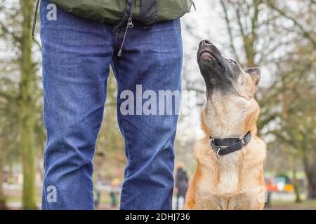 Stourbridge, Großbritannien. Dezember 2020. Britisches Wetter: Heute ist das Wetter im Dezember bemerkenswert mild. Es zieht in Bud, einem 19-wöchigen alten belgischen Malinois Schäferhund, in einen West Midlands Park für ein Gehorsamstraining mit seinem Besitzer. Kredit: Lee Hudson/Alamy Live Nachrichten Stockfoto