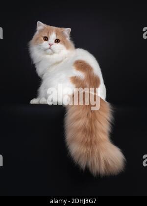 Beeindruckende Creme mit weißen jungen erwachsenen britischen Langhaarkatze, sitzt rückwärts auf Kante mit Schwanz nach unten hängen. Blick über die Schulter zur Kamera. Stockfoto