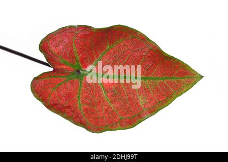 Nahaufnahme des Blattes der exotischen 'Caladium Thai Danasty' Zimmerpflanze Mit roten Blättern und grünen Adern isoliert auf weißem Hintergrund Stockfoto