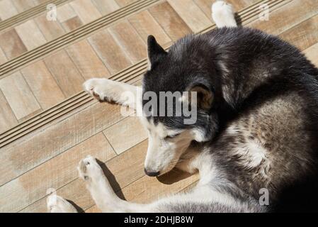 Ein sibirischer Husky schläft auf der Treppe Stockfoto