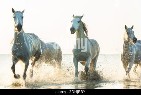 Weiße Pferde laufen durch Wasser, die Camargue, Frankreich Stockfoto