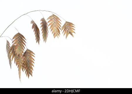 Chasmanthium latifolium oder Holzhafer isoliert auf weißem Hintergrund mit Kopierraum, auch Nordseehafer genannt Stockfoto