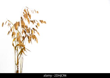 Chasmanthium latifolium oder Holzhafer isoliert auf weißem Hintergrund mit Kopierraum, auch Nordseehafer genannt Stockfoto