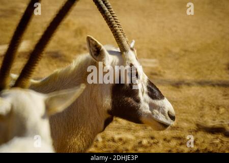 Kopfporträt eines arabischen Oryx, im Yotvata Hai-Bar Naturreservat, der Arava-Wüste, Südisraelisch Stockfoto