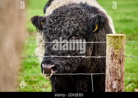 Eine Nahaufnahme eines galloway-Rindes im Zaun in Holkham, Norfolk, Vereinigtes Königreich Stockfoto