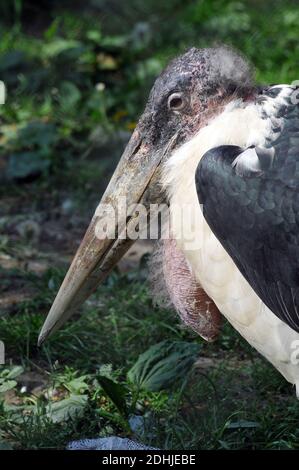 Marabou Stork, Marabu, Marabout d'Afrique, Leptoptilos crumeniferus, afrikai marabu Stockfoto