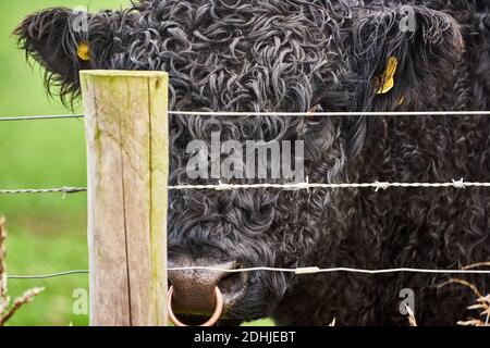 Eine Nahaufnahme eines galloway-Rindes im Zaun in Holkham, Norfolk, Vereinigtes Königreich Stockfoto