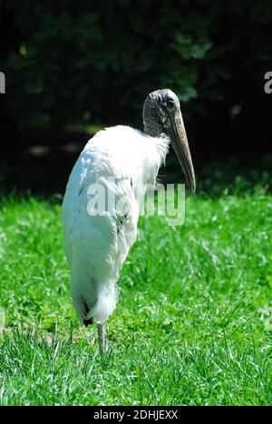 Waldstorch, Waldstorch, Mycteria americana, erdei Gólya Stockfoto