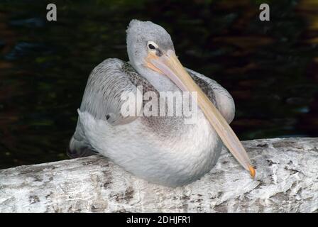 Pelikan, Graupelikan, Graupelikan, Pélican à bec tacheté, Pelecanus philippensis, foltoscsőrű pelikán Stockfoto