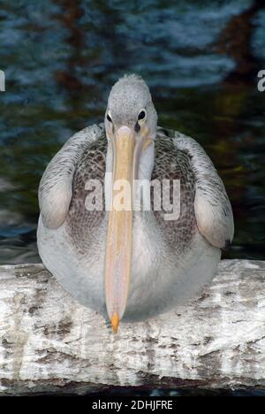 Pelikan, Graupelikan, Graupelikan, Pélican à bec tacheté, Pelecanus philippensis, foltoscsőrű pelikán Stockfoto