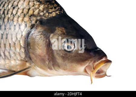 Süßwasserfische Karpfen (Cyprinus carpio). Merry Fishmas, Tschechische Weihnachten Karpfen Europäische Mahlzeit Tradition Festliche Fische isoliert auf weißem Hintergrund Stockfoto
