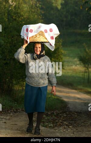 Olt County, Rumänien. Ältere Frau, die einen Radkasten mit Almosen auf dem Kopf trägt. Stockfoto