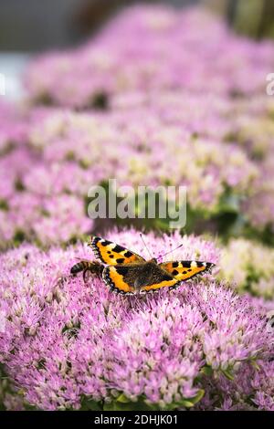 Ein kleiner Tortoiseshell Schmetterling Aglais urtica und eine Biene, die sich von den Blüten einer Sedum Pflanze ernährt. Stockfoto