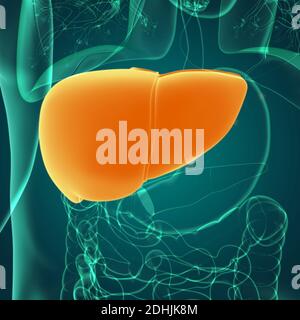 Leber 3D Illustration menschliche Verdauungssystem Anatomie für medizinisches Konzept Stockfoto