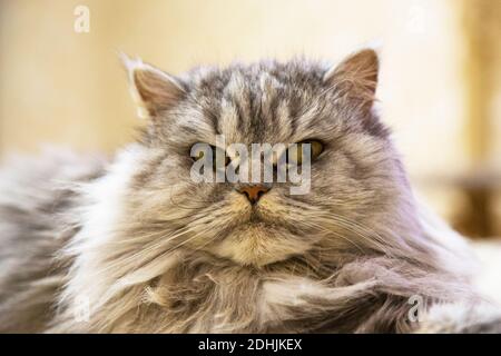 Porträt von Snow Bengal Cat, stolzes Gesicht auf isoliert auf weißem Hintergrund, Vorderansicht Stockfoto