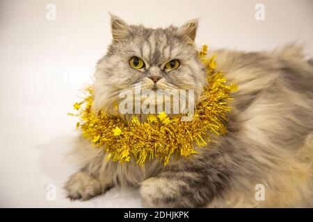 Eine schöne flauschige schottische Katze liegt mit einer goldenen Weihnachtsdekoration auf weißem Hintergrund. Neujahr mit einem Haustier Stockfoto