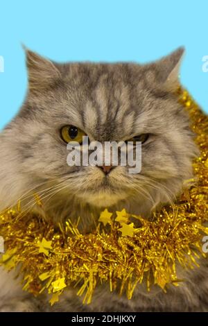 Eine schöne flauschige schottische Katze liegt mit einer goldenen Weihnachtsdekoration auf blauem Hintergrund. Neujahr mit einem Haustier Stockfoto