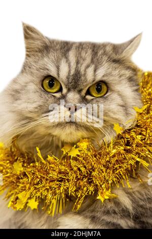 Eine schöne flauschige schottische Katze liegt mit einer goldenen Weihnachtsdekoration auf weißem Hintergrund. Neujahr mit einem Haustier Stockfoto