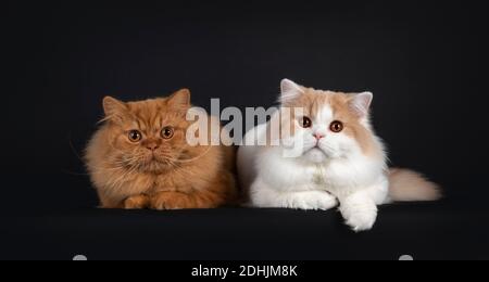 Majestätisch floofy rot fest und creme mit weißen jungen erwachsenen britischen Langhaar Katzen, die nebeneinander liegen. Blick in Richtung Kamera mit orange ey Stockfoto